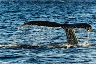 A close-up of a whale tail splashing in the water.