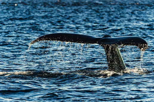 A whale's tail rises from the ocean, with water cascading off the edges, creating splashes and ripples in the deep blue water.