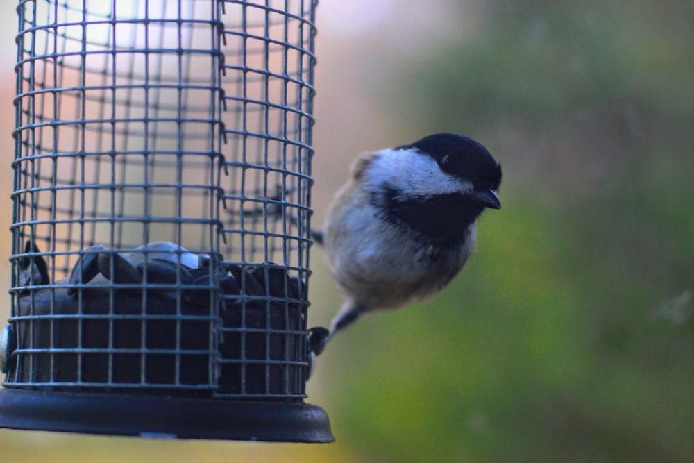 a bird that is sitting on a bird feeder