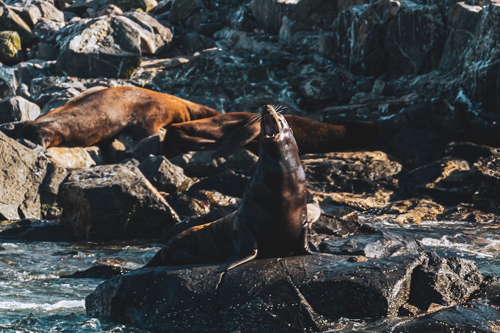 a couple of sea lions sitting on top of rocks