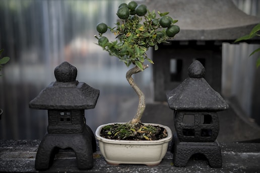 A small bonsai tree with green foliage and miniature round fruits is placed in a white rectangular pot. It is flanked by two black stone lanterns with a grey patina, typical of Asian garden architecture. The background consists of blurred garden elements and soft natural lighting.
