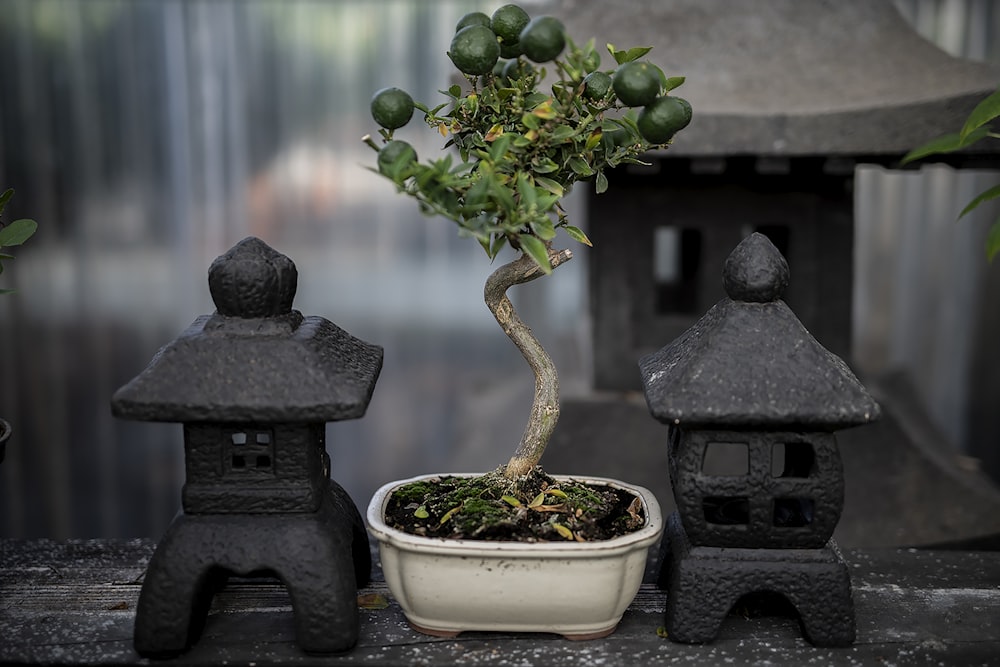 a bonsai tree in a white pot on a table