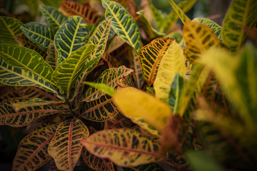 a close up of a plant with green and yellow leaves