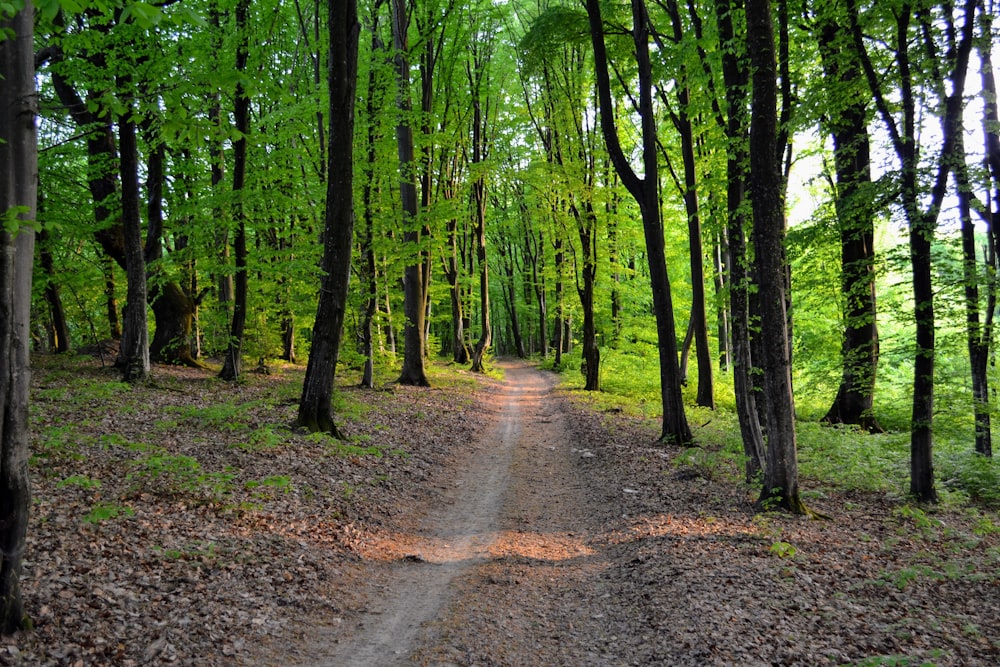 a dirt road in the middle of a forest