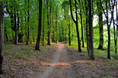 Chemin de terre dans une hêtraie au feuillage vert tendre