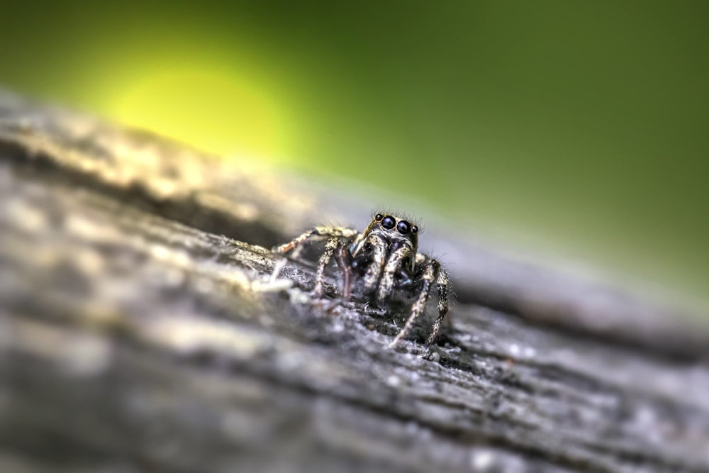 a close up of a spider on a piece of wood