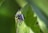 A close-up of a small black spider perched on a green leaf. The spider has a shiny body and is facing the camera with its multiple eyes clearly visible. The background is blurred, providing a depth-of-field effect with various shades of green.
