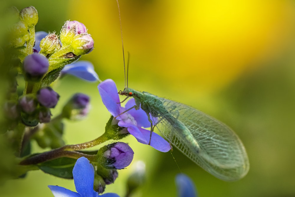 a green insect sitting on a purple flower