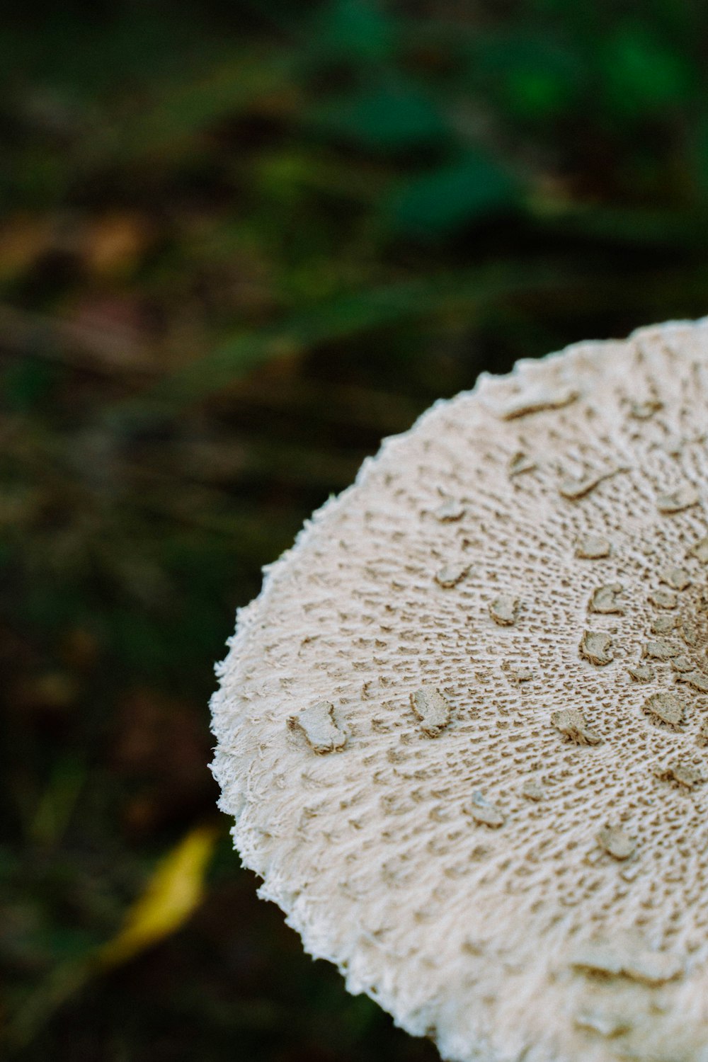 a close up of a mushroom on the ground