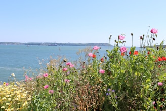 A vibrant watercolor of wildflowers swaying in a coastal breeze.