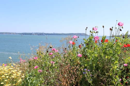 A vibrant seaside mobile home surrounded by colorful flowers and sparkling blue water under a sunny sky.
