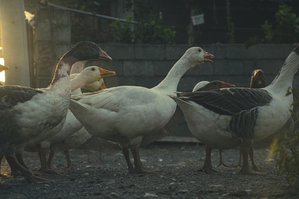 a group of ducks standing next to each other