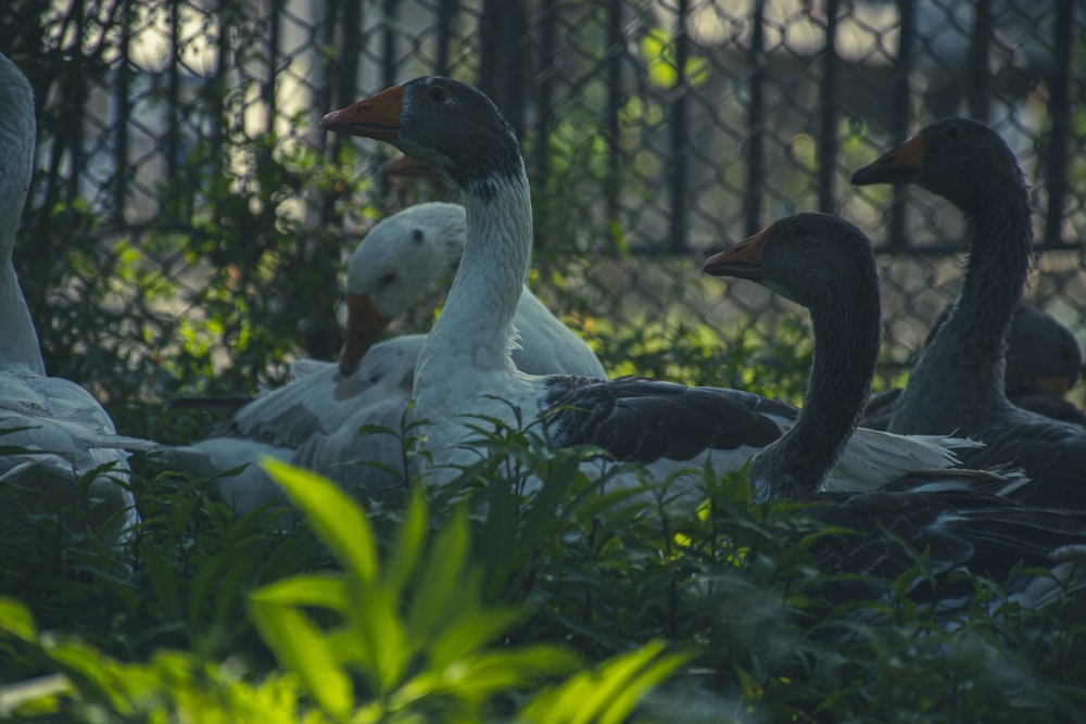 a group of ducks sitting in the grass