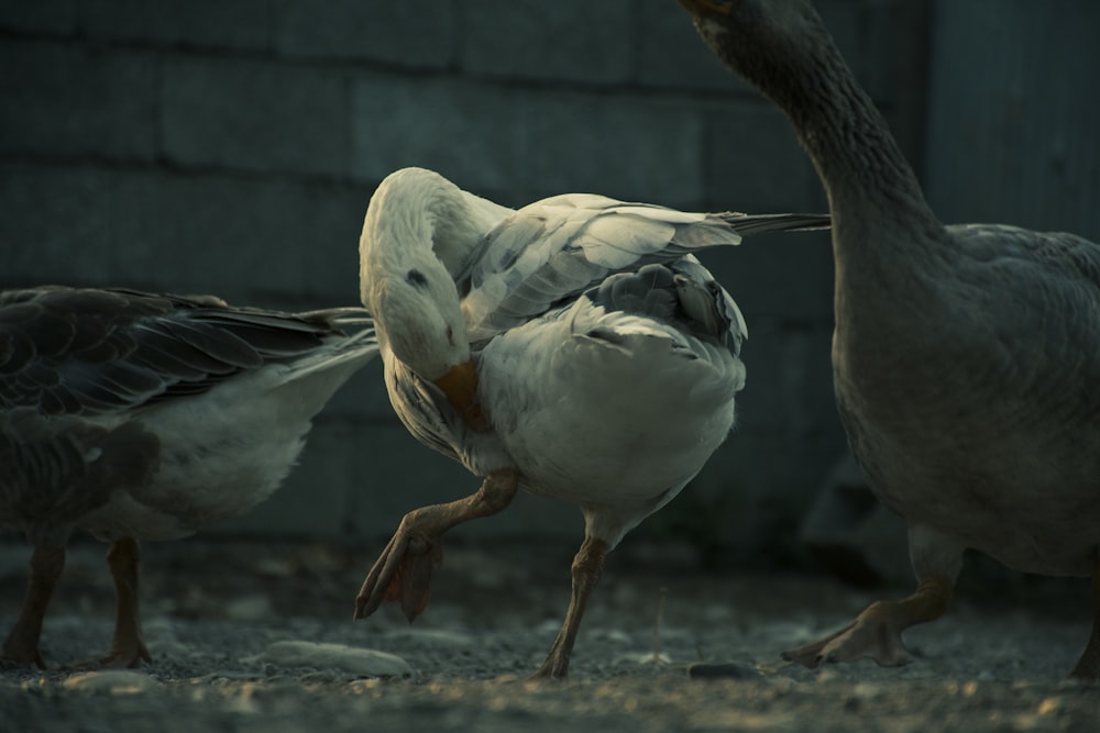 a couple of birds standing next to each other