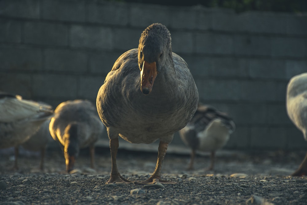 a group of ducks standing next to each other