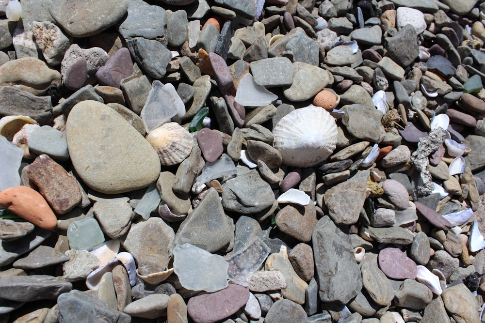 a pile of rocks and shells on a beach