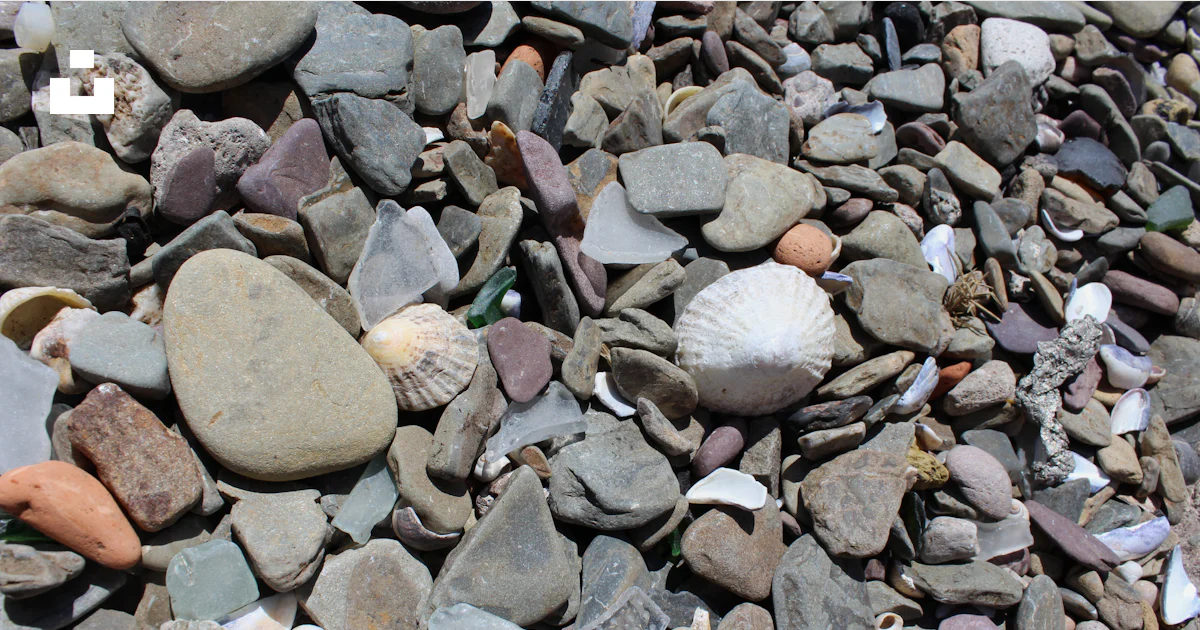 Real Shell And Rocks A pile of rocks and shells on a beach photo – Free Background Image on ...