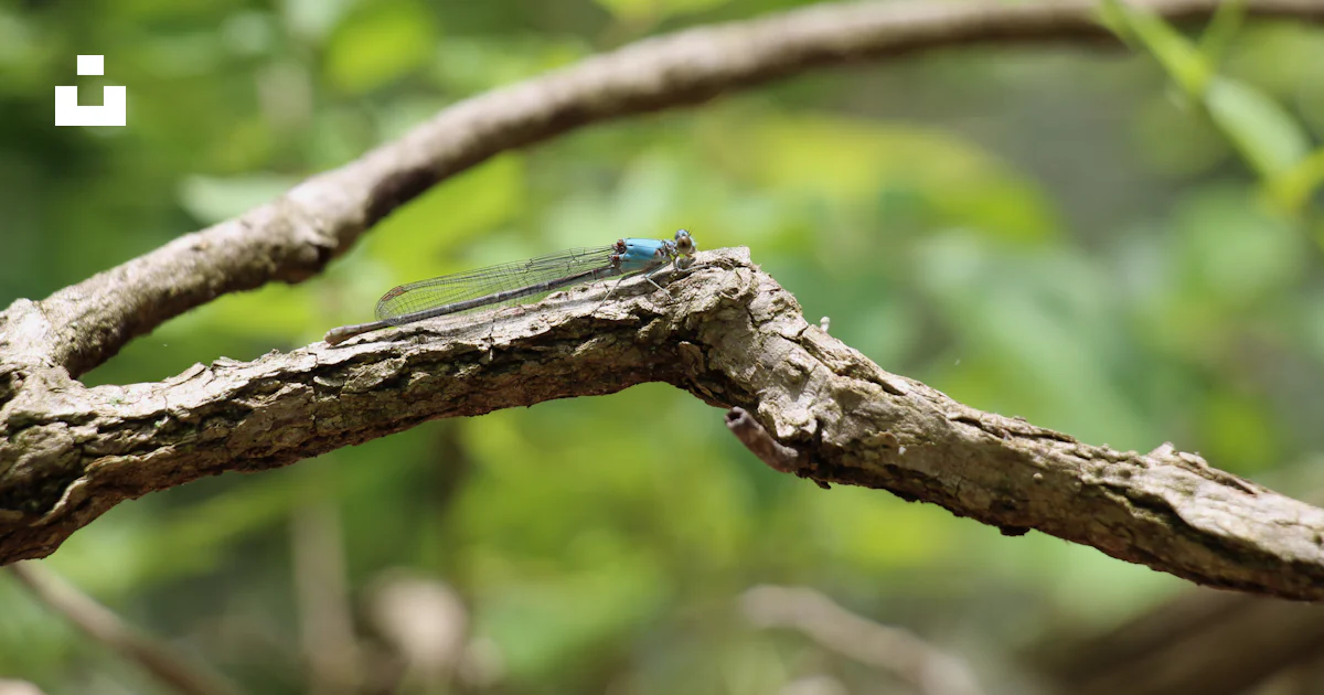 A small blue insect sitting on a tree branch photo – Free Animal Image ...