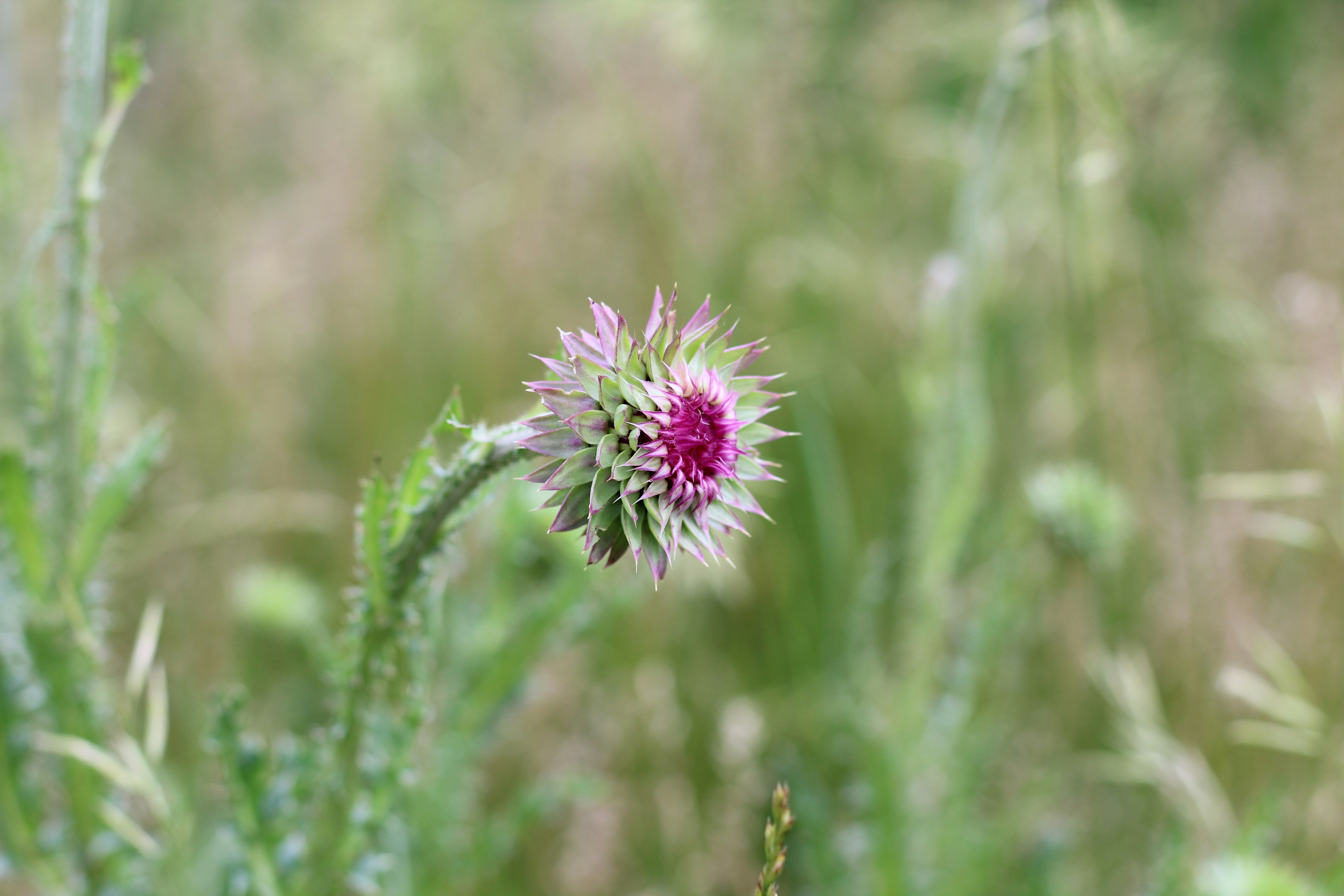 Photo by leafdewlens