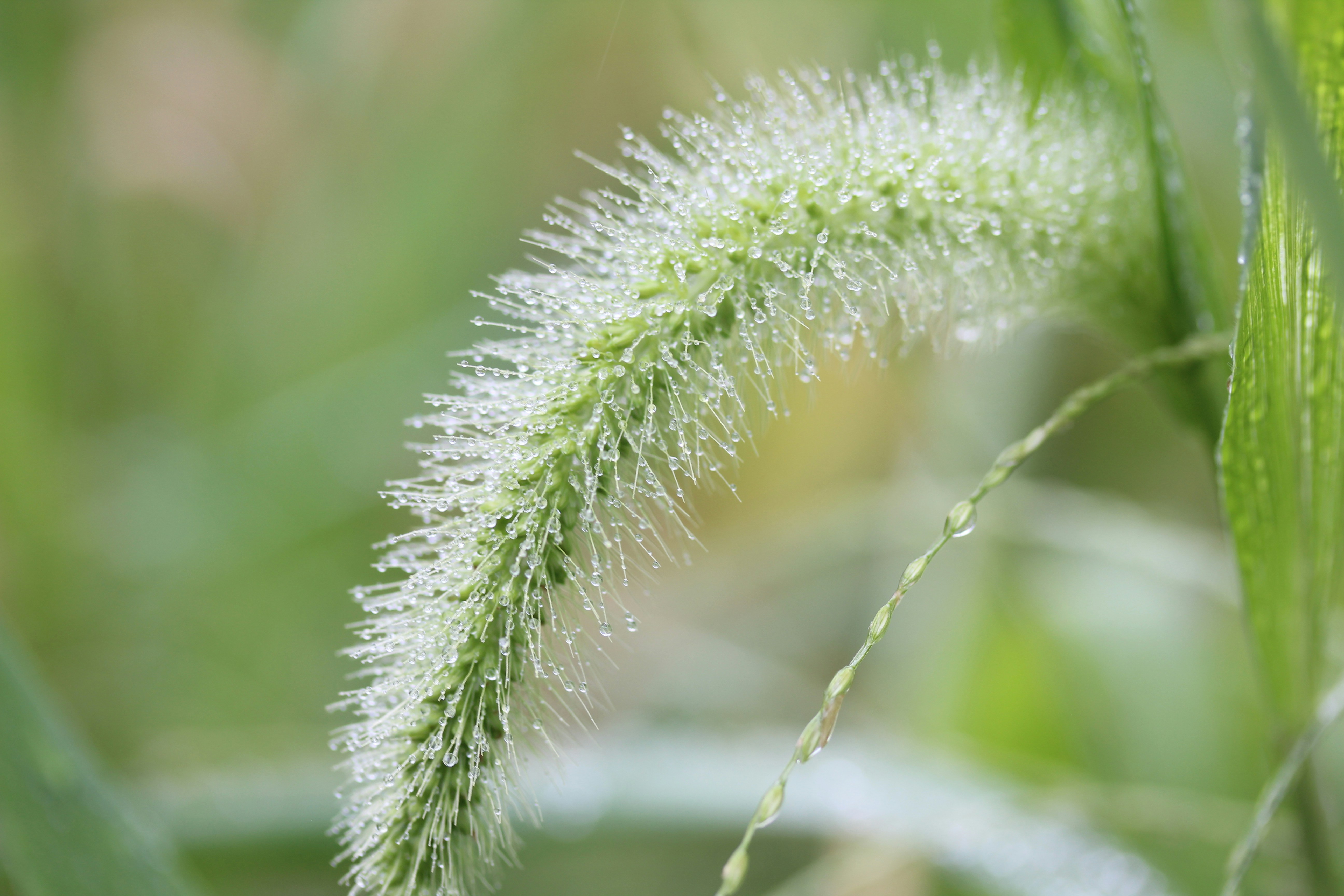 Photo by leafdewlens