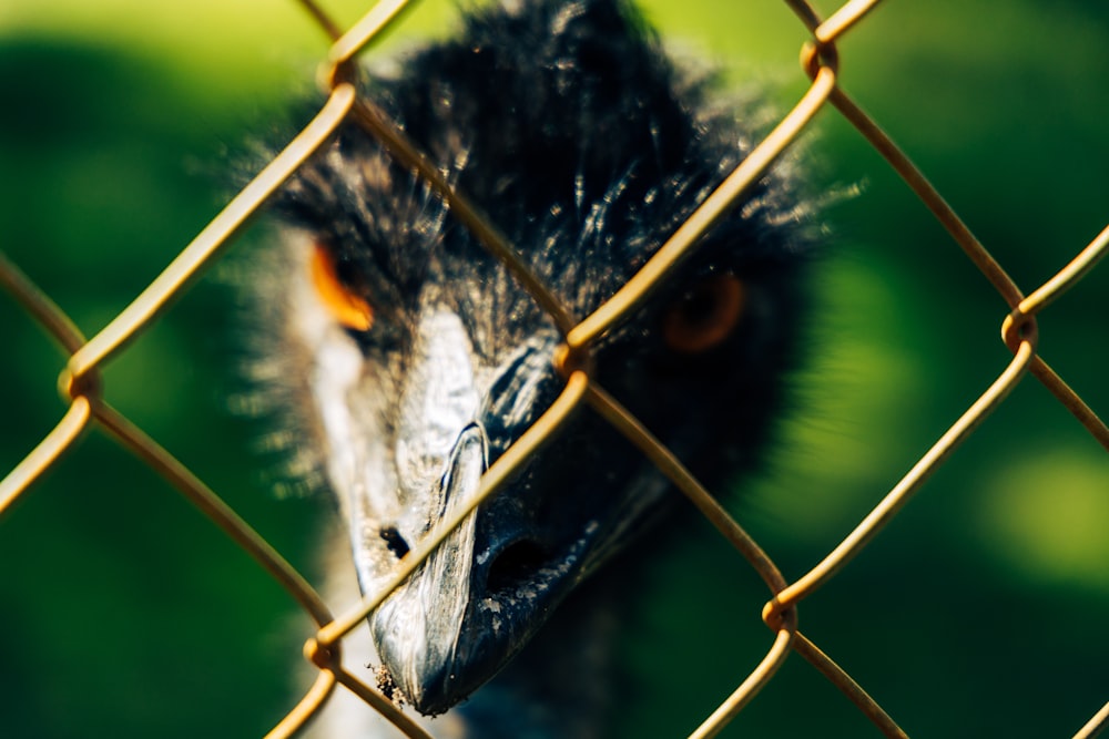 Un avestruz mira a través de una cerca de alambre