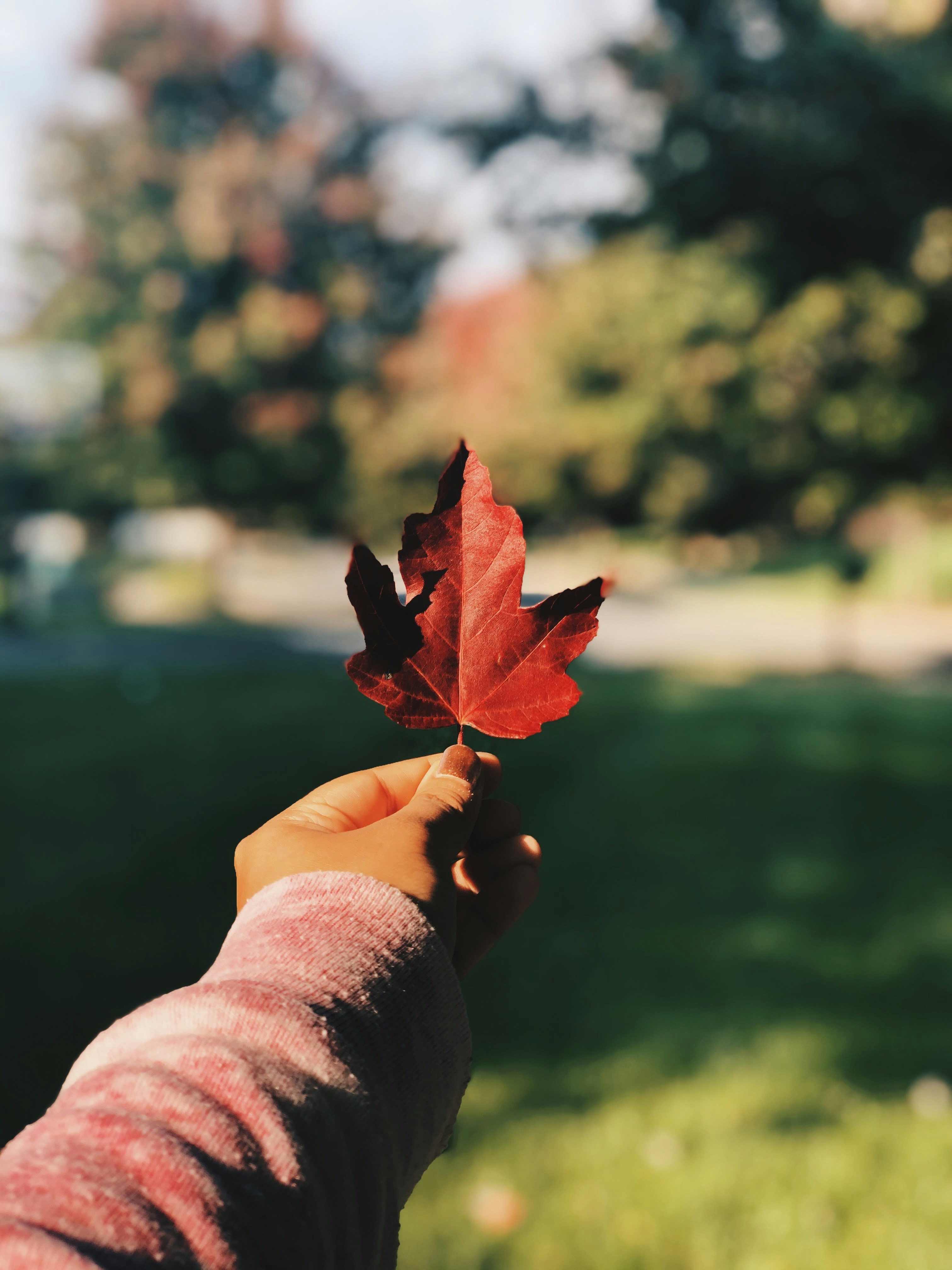 手に葉を持っている人