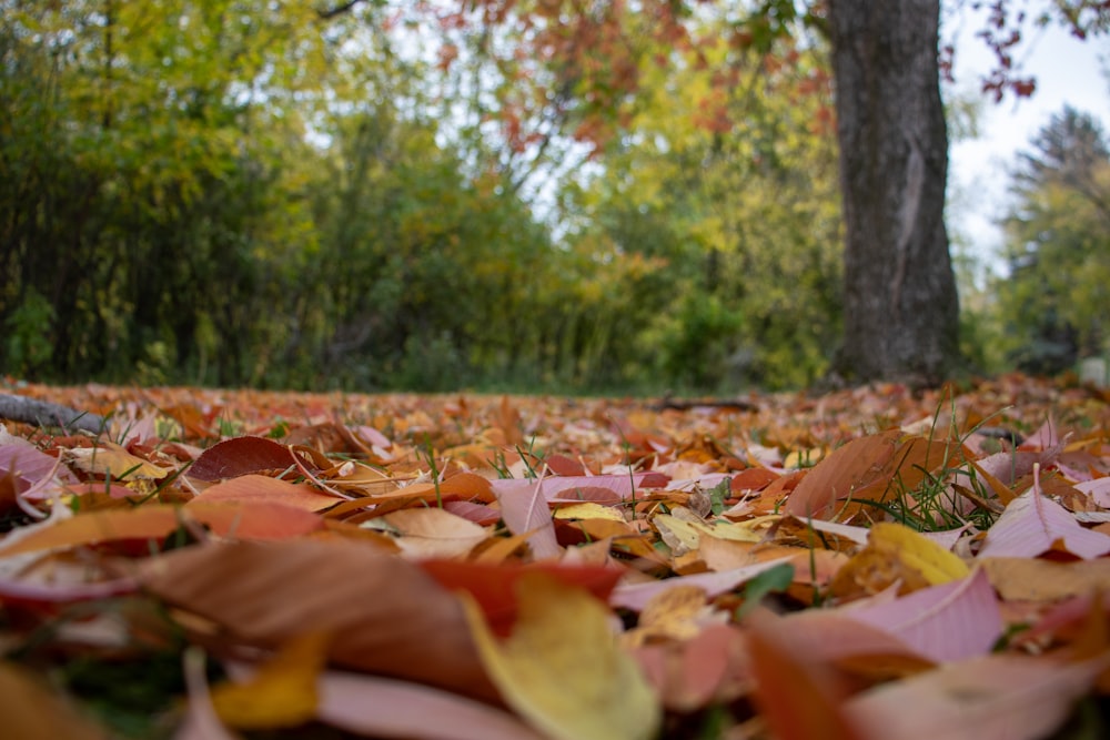 a bunch of leaves that are laying on the ground