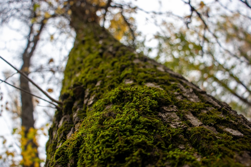 a moss covered tree trunk in a forest