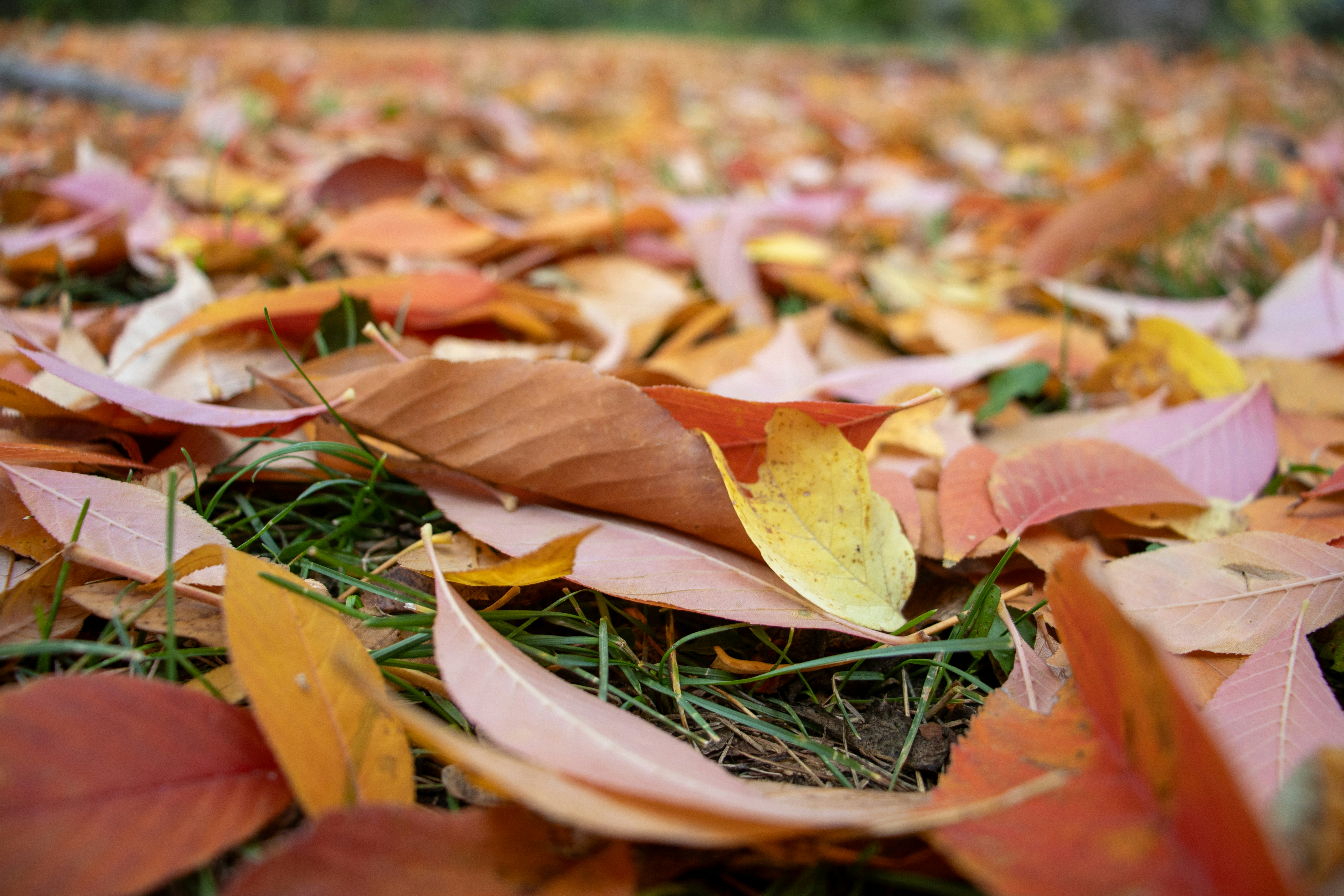 fall leaves wallpaper, wallpaper, Fall Crafts for Adults: DIY Projects & Inspiration 5