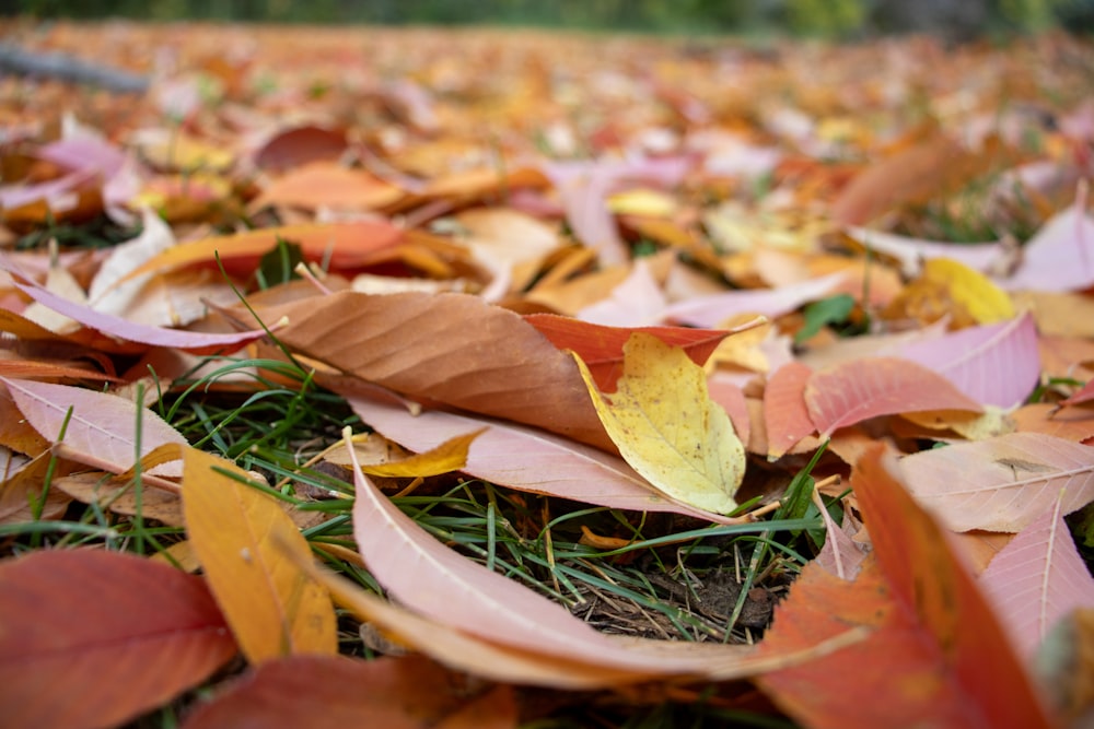 a bunch of leaves that are laying on the ground