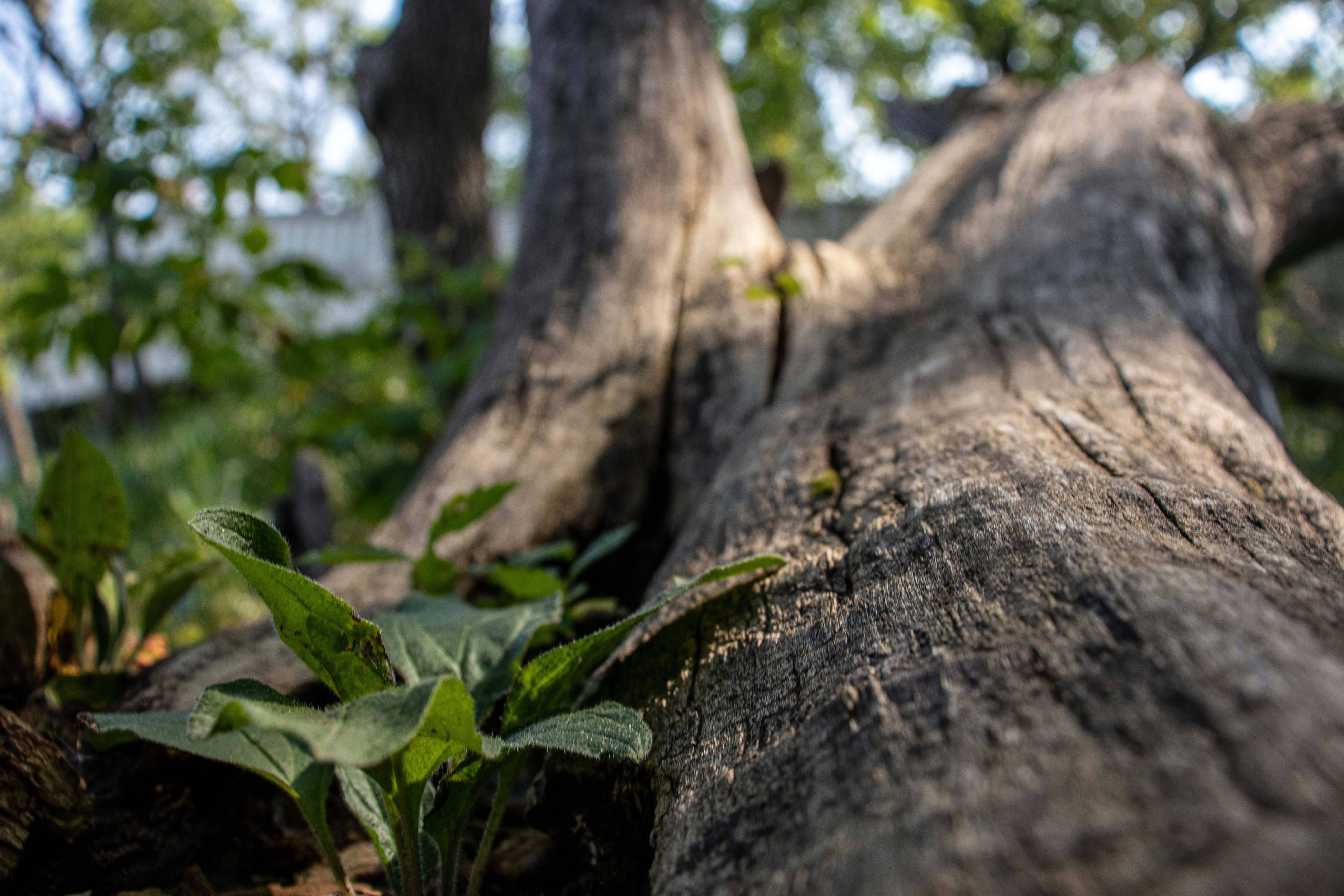 Un primer plano del tronco de un árbol en la hierba
