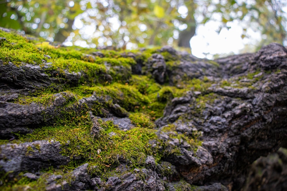 moss growing on a tree trunk in a forest