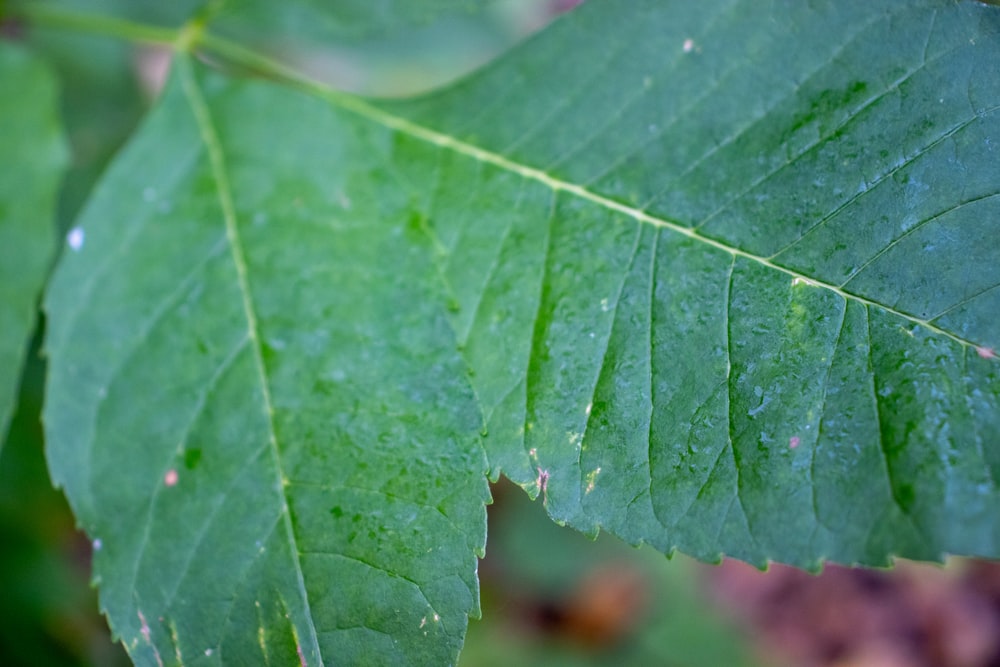 a close up of a green leaf with drops of water on it