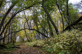 Kentenfromlucca 4 album cover featuring a serene forest path in autumn.