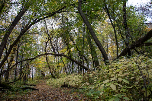 Kentenfromlucca 4 album cover featuring a serene forest path in autumn.