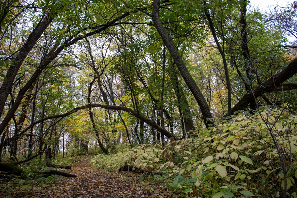 a dirt path in the middle of a forest