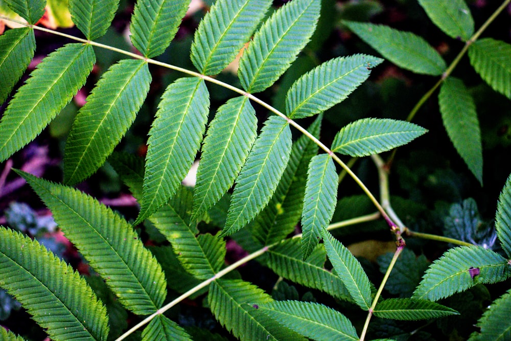 a close up of a green leafy plant