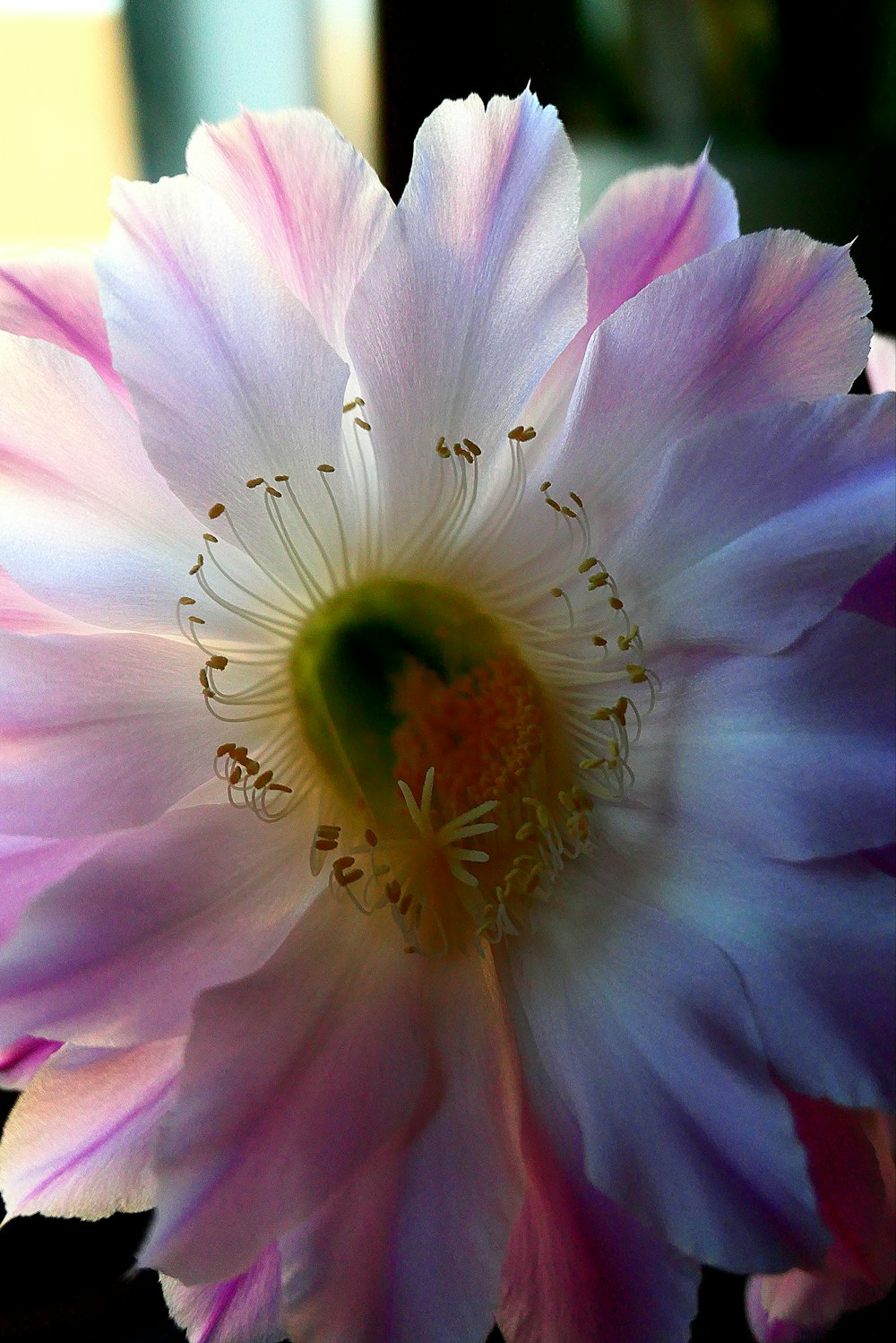 a close up of a pink and white flower