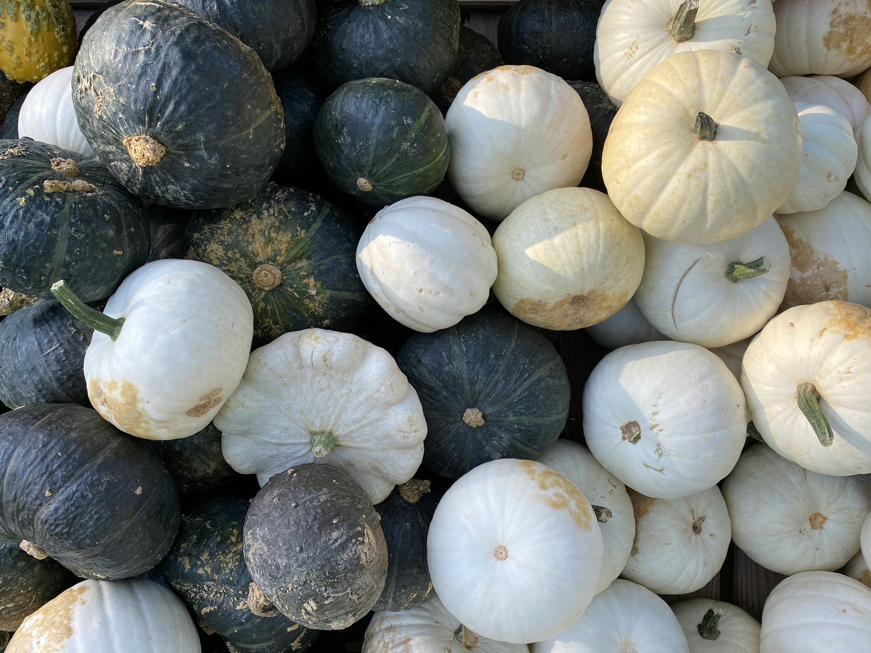 Photo by mike_romeo_hotel