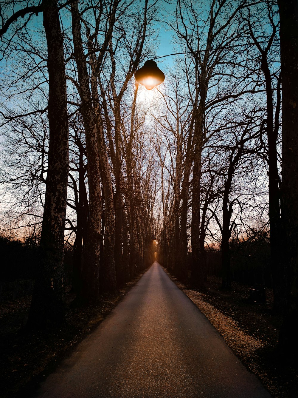 a street light hanging over a road surrounded by trees
