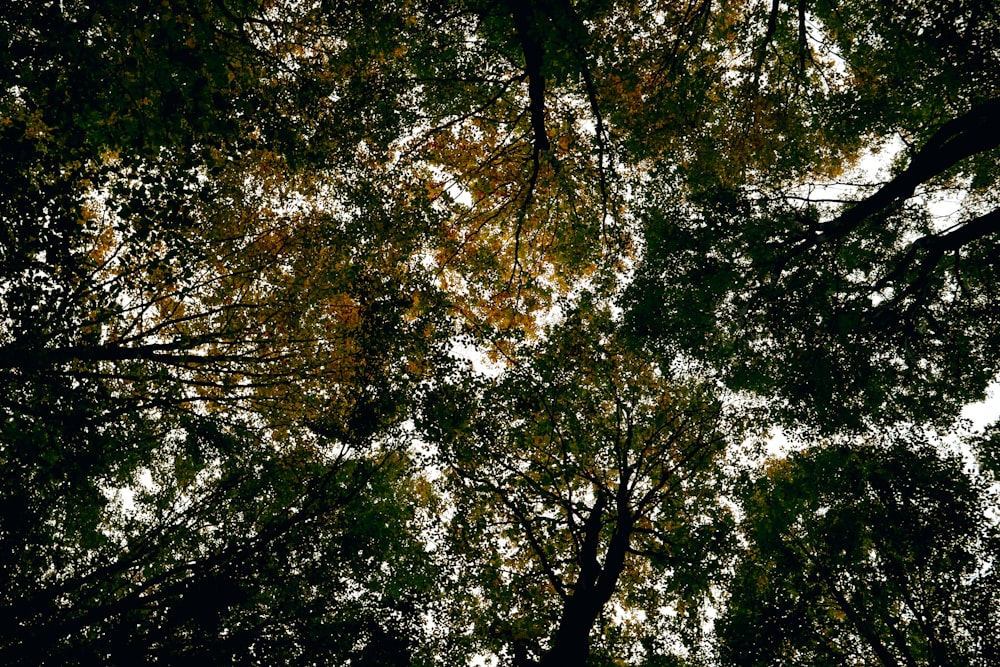 looking up at the tops of tall trees