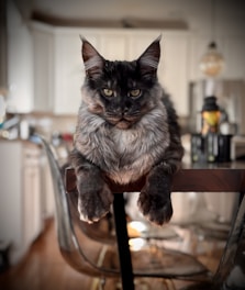 a cat sitting on top of a wooden table
