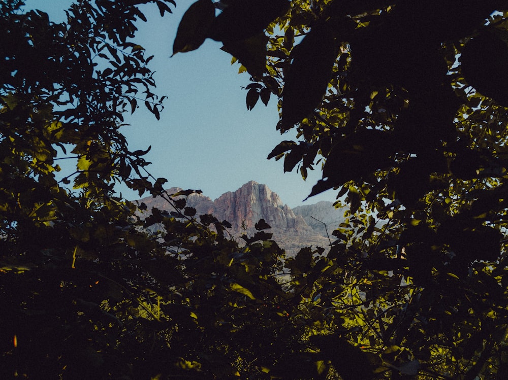 a view of a mountain through some trees