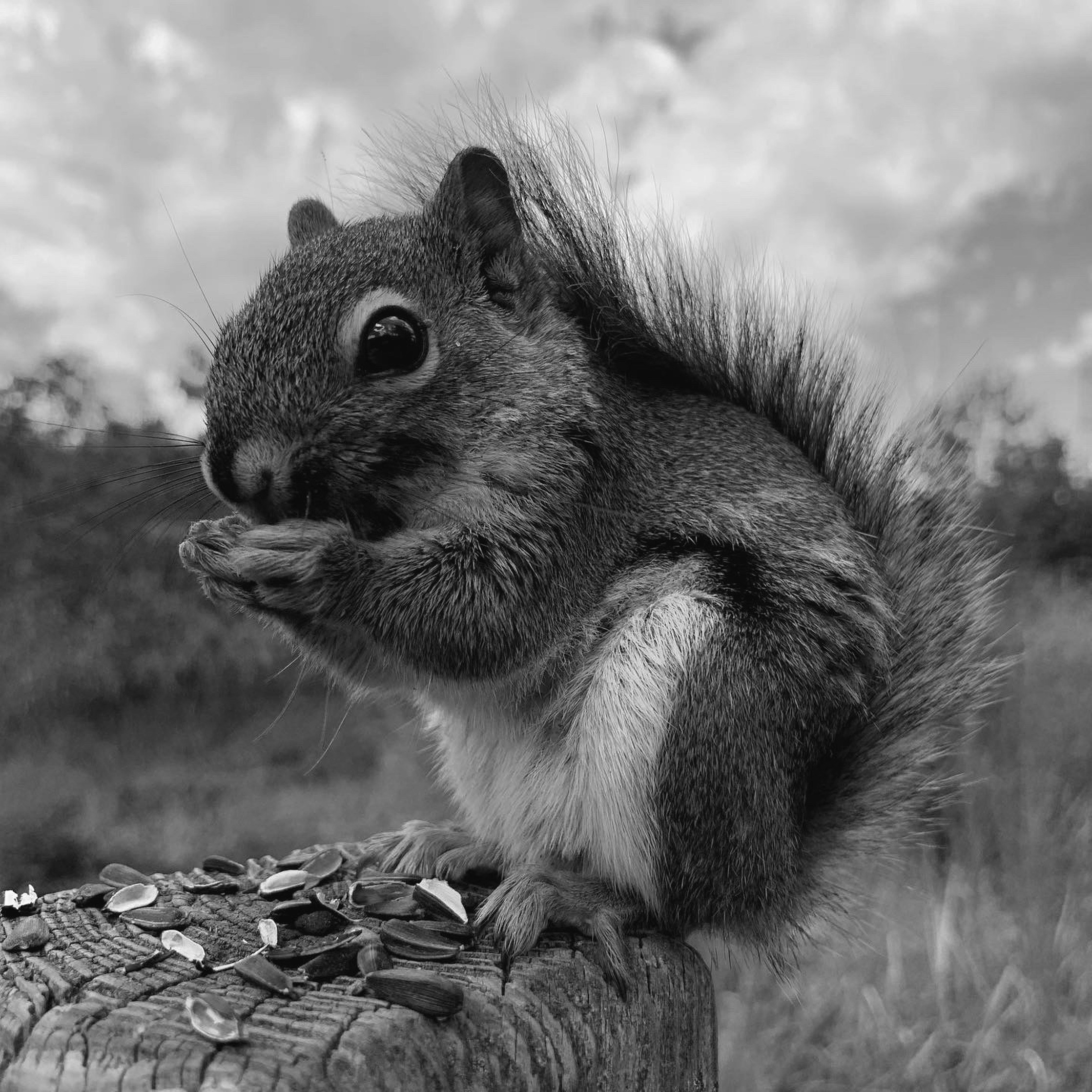 A black and white photo of a squirrel eating seeds photo – Free Animal