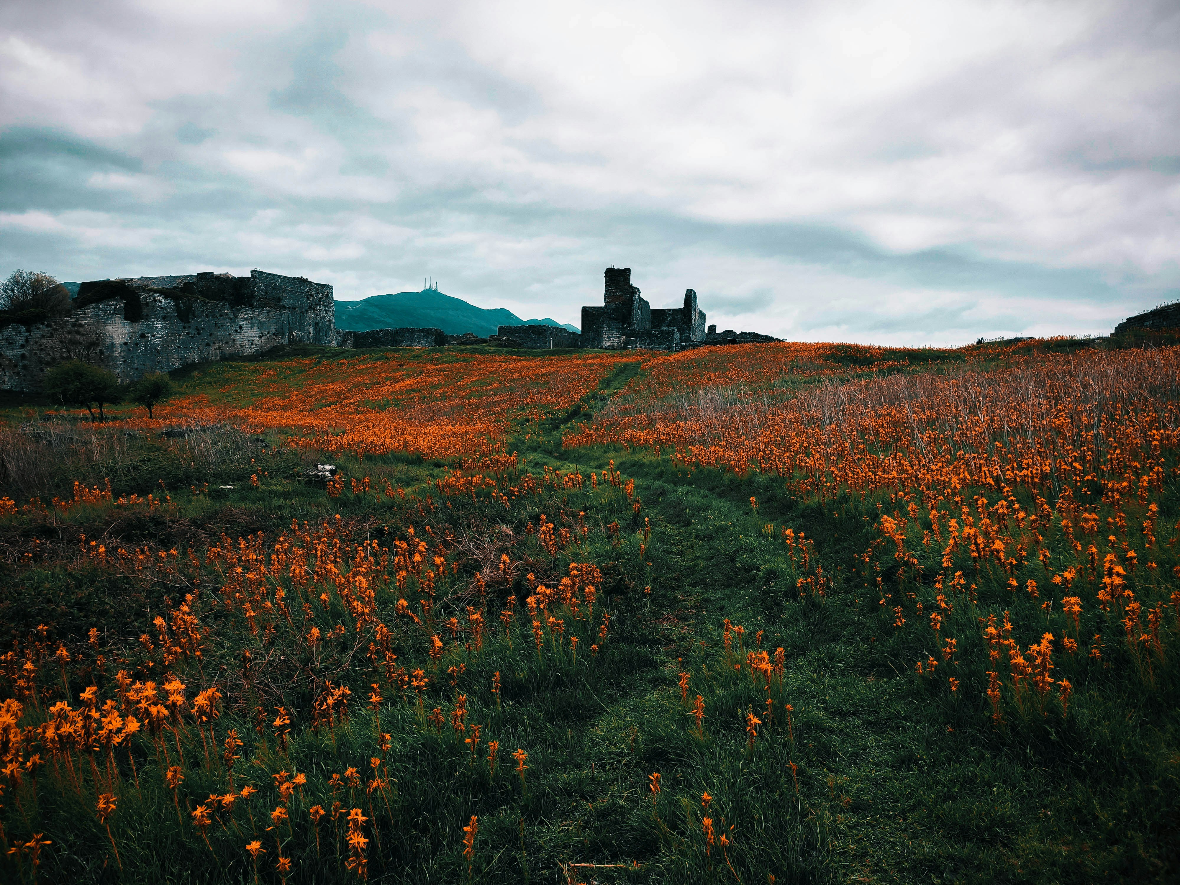 a field of flowers with a building in the background, a flower field inside a castle surrounded by ramparts