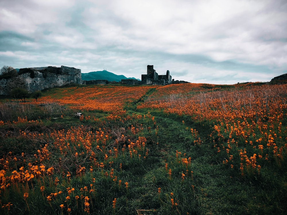 a field of flowers with a building in the background