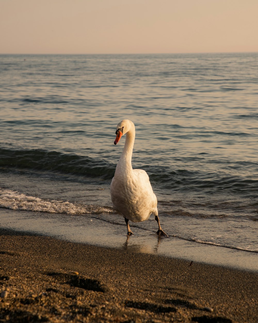 a white swan walking along a beach next to the ocean