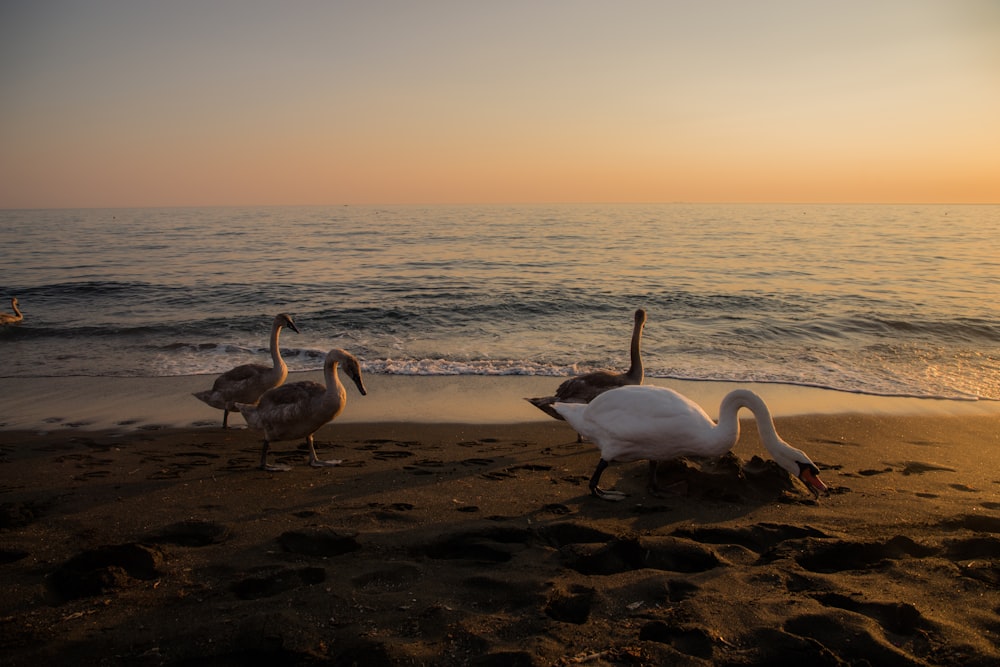 a couple of birds standing on top of a sandy beach