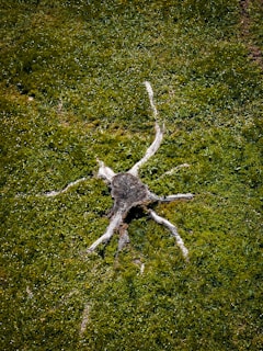 A tree stump with several roots extending outwards is set against a lush, green grass background. The roots resemble tentacles, giving the appearance of a natural star-like or spider-like shape on the grassy ground.