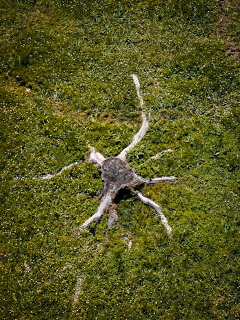 A tree stump with several roots extending outwards is set against a lush, green grass background. The roots resemble tentacles, giving the appearance of a natural star-like or spider-like shape on the grassy ground.